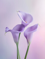 Lilac calla lilies on a soft matte pastel background
