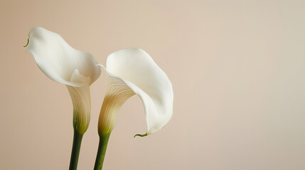 White calla lilies on a soft matte pastel background 