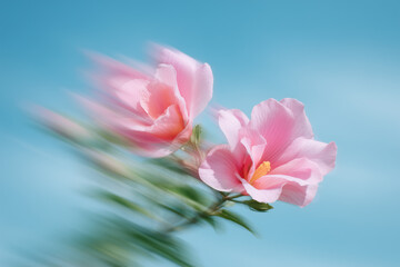 Dream abstract motion blurry vibrant flower posters,summer blossom flower on blue sky background