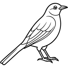 Nightingale line art vector