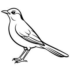 Obraz premium Nightingale line art vector