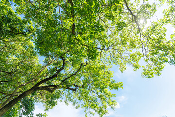 Nature of green leaf cover in garden summer. Eco Green Environment natural background.