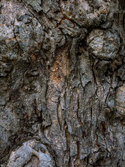 Rough tree bark texture background in natural forest.