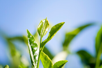 tea leaves kyoto uji japan