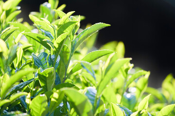 Obraz premium tea leaves kyoto uji japan