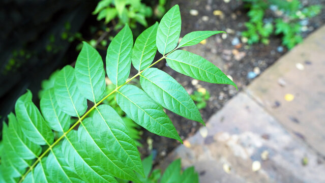 Fresh Green Leaves of Toona sinensis Plant