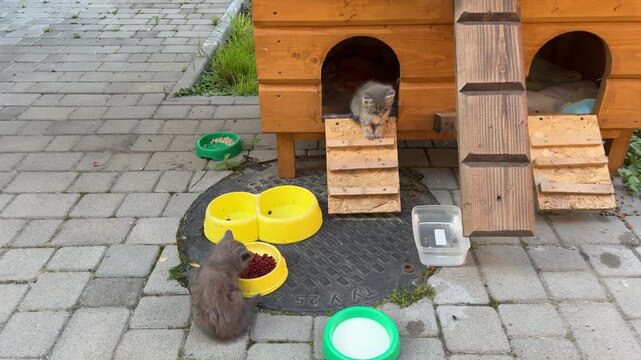 Cats eating near wooden outdoor shelter, pet feeding and animal care concept