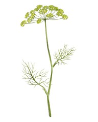 Delicate green plant with feathery leaves and umbrella-shaped flowers growing in a natural setting