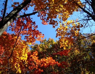 Autumn foliage canopy.  Looking up