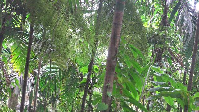 Secondary moist forests on Ternate, archipelago Moluccas in Indonesia. Thickets of tall bamboo. Winter Jungles