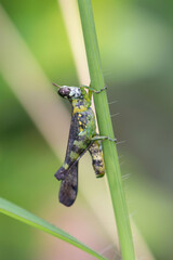 The Erianthinae are a subfamily of Asian grasshoppers in the family Chorotypidae and based on the...