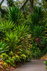 Rainforest interior Botanical Gardens, Singapore