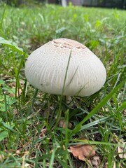 Close-Up of a White Mushroom in Green Grass