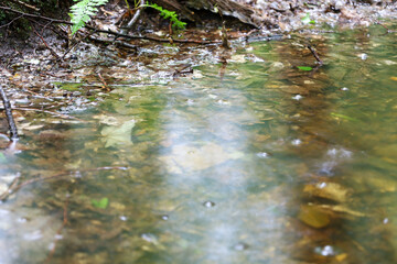 The bottom of a forest pond filled with murky water is covered with fallen leaves and branches. This reflects the quiet atmosphere of a natural environment after rain, where life and decay coexist.