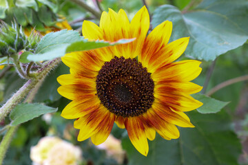 Obraz premium ​A sunflower with yellow petals accented by red hues surrounds a dark center, creating a vibrant contrast. The flower blooms amidst green leaves, showcasing the beauty of a summer day.
