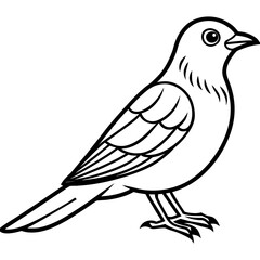 Cuckoo line art vector