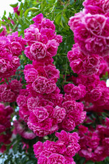 Obraz premium Lush, vibrant pink roses are blooming profusely on a bush, creating a cascade of flowers. The delicate petals have opened in the sunlight, filling the air with their fragrance. The blurred background 