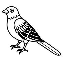 Cuckoo line art vector