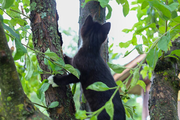A black-and-white kitten with white paws climbs an old tree trunk among dense green leaves. This...