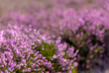 Out of focus purple flowers Calluna vulgaris (heath, ling or simply heather) is the sole species in the genus Calluna in the flowering plant family Ericaceae, Abstract blurred floral, Bokeh background