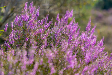 Selective focus bush of wild purple flowers Calluna vulgaris (heath, heide, ling or simply heather) is the sole species in the genus Calluna in the flowering plant family Ericaceae, Natural background