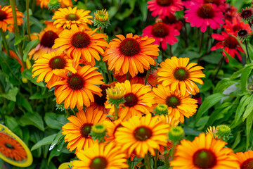Selective focus of orange red flowers with green leaves in the garden, Echinacea commonly called...