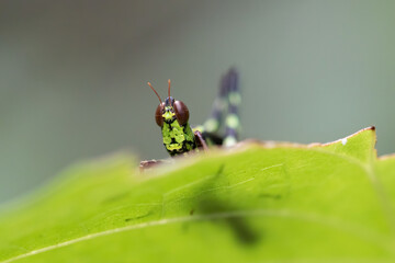 Spot Monkey-Grasshopper is a beautiful insect that we can observe in South Asia