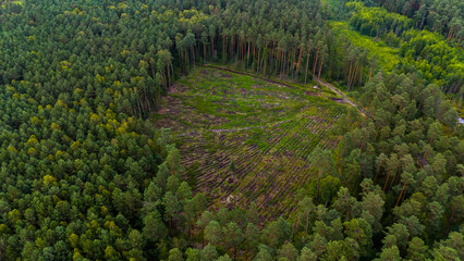 Forest with a large clearing in the middle