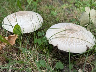 Two White Mushrooms Growing in Grass Close-Up