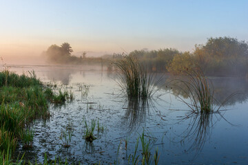 foggy morning on the river with reeds