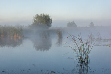 reeds in the foggy lake 