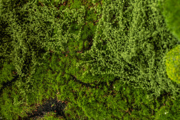 Close up green moss texture background