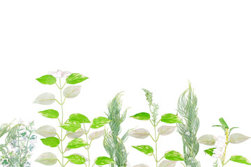 Green plant leaves and fresh floral herbs isolated on a white background, representing natural growth and botanical beauty