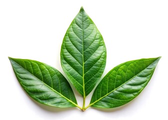 Obraz premium Three vibrant green leaves arranged in a symmetrical pattern on white background