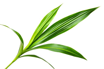 Obraz premium Single tropical plant stem with long variegated green leaves isolated with transparent background