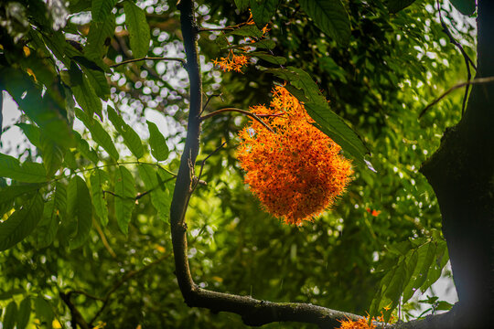 The Ashoka tree Saraca asoca , also known as Asoka, Asoca, or Ashok native to India and Sri Lanka