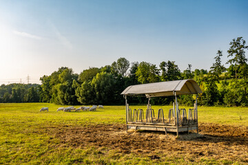 Kühe auf der Weide im Sommer