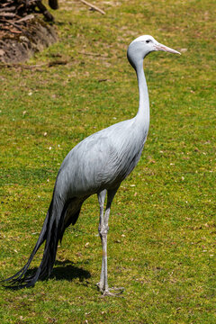The Blue Crane, Grus paradisea, is an endangered bird