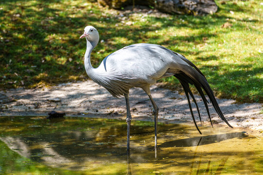 The Blue Crane, Grus paradisea, is an endangered bird