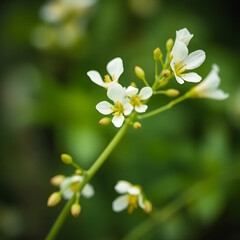 Melilotus albus flowers with white blossoms highlighted set against a blurred green bokeh background in the copy space image