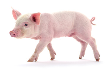 Pink piglet isolated on white background © olhastock