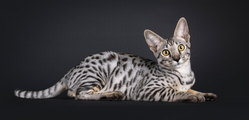 Gorgeous silver Savannah cat, laying down side ways. Looking straight to camera. Tail up.  Isolated...