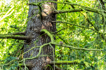 Fototapete bei efototapeten.de bestellen   