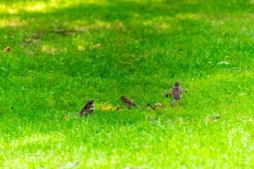 Passer domesticus pertenece a la familia de Passeridae.