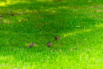 Passer domesticus pertenece a la familia de Passeridae.