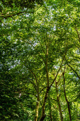 Flora en un parque público en Asturias.
