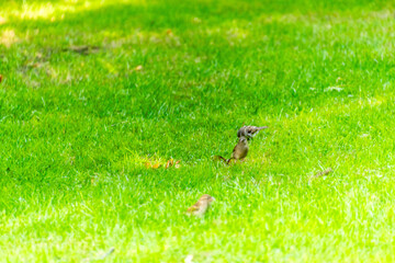 Obraz premium Passer domesticus pertenece a la familia de Passeridae.