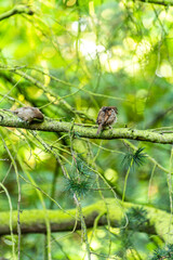 Passer domesticus pertenece a la familia de Passeridae.