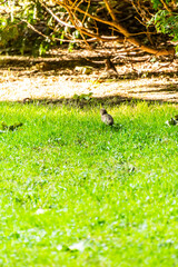 Passer domesticus pertenece a la familia de Passeridae.