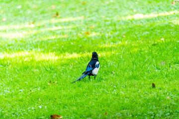 Pica pica pertenece a la familia de Corvidae.